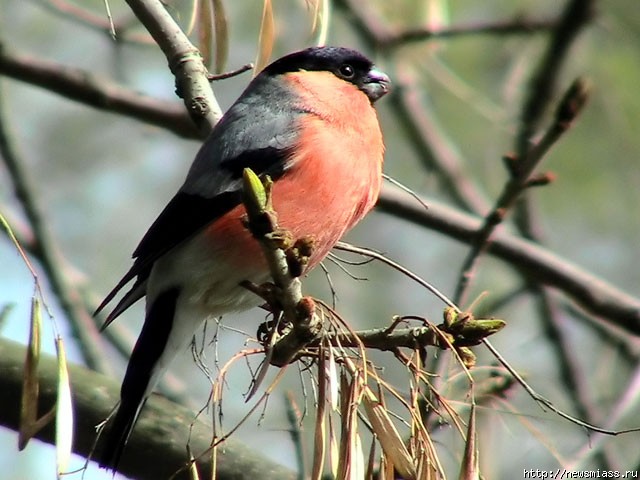    www.naturelight.ru